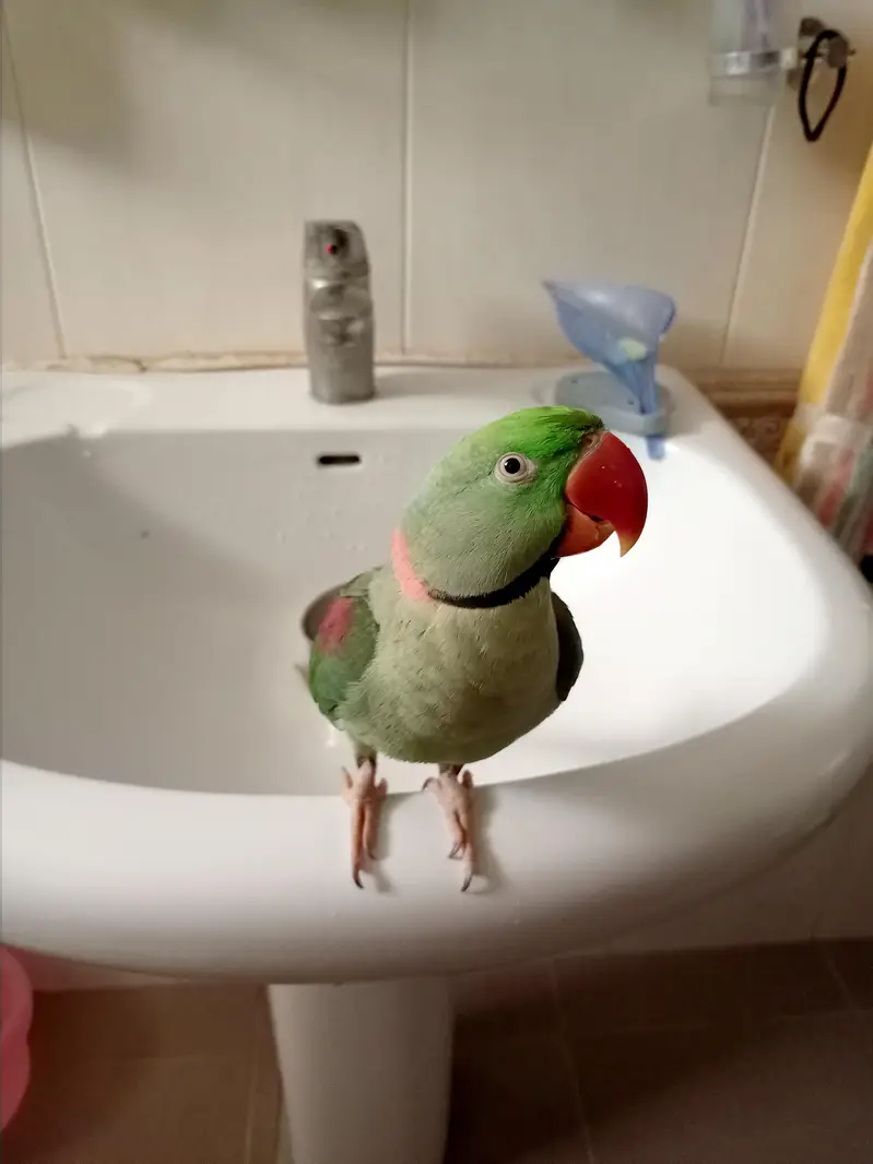 green parrot talkative hand trained — photo 2