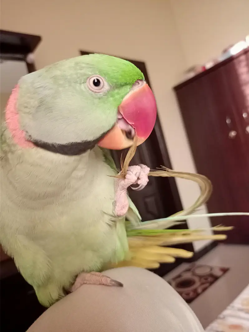 green parrot talkative hand trained — photo 3