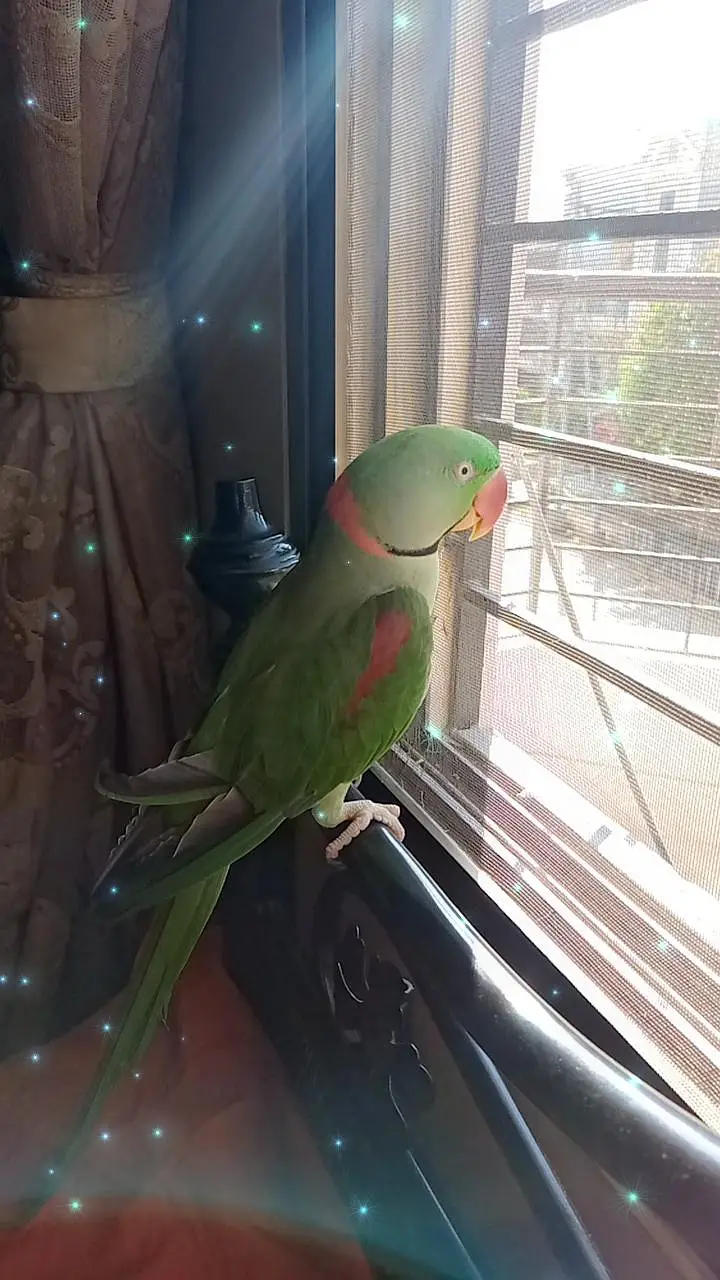 green parrot talkative hand trained — photo 4