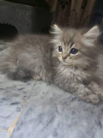Pure Persian kittens