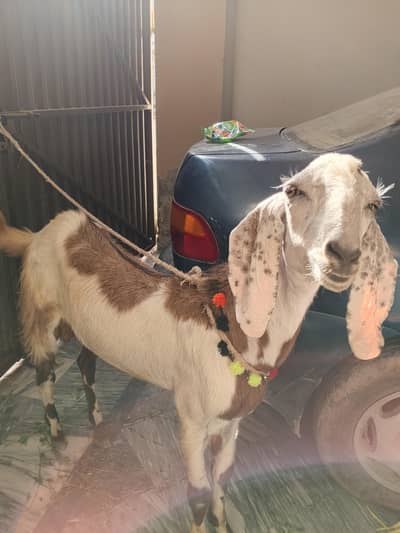 dhonda Bakra for sale03028098059