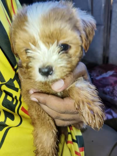 shihtzu pups available