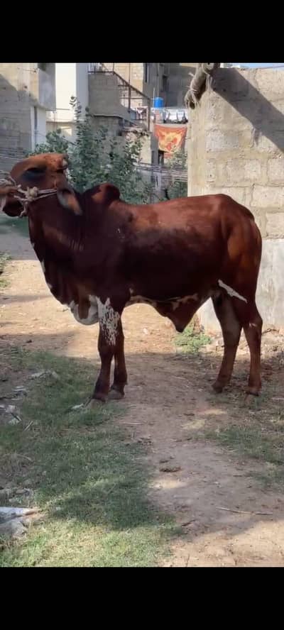deasi cow