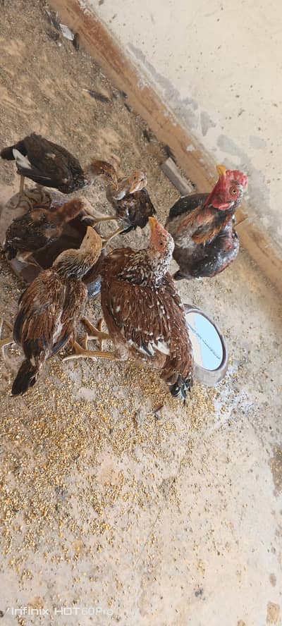 Aseel Murgha Murghi Chicks