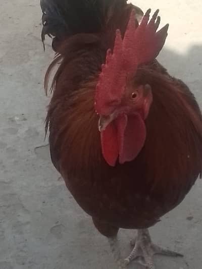 VIP Quality Golden Misri Breeder Murgha / Rooster