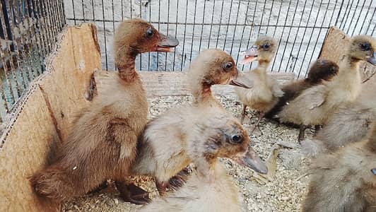 khakhi Camble + muscavy ducks k chick's