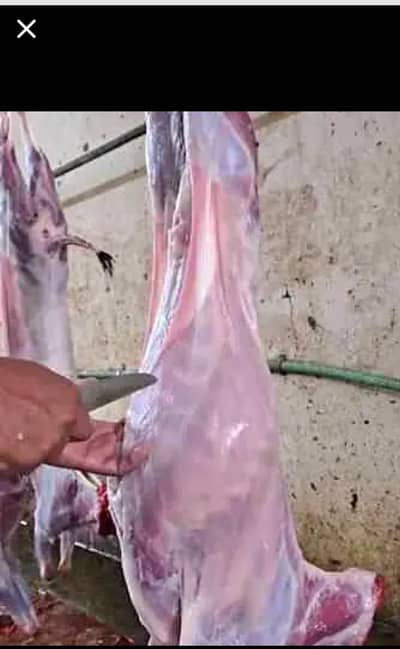 qasai qurbani k liye available