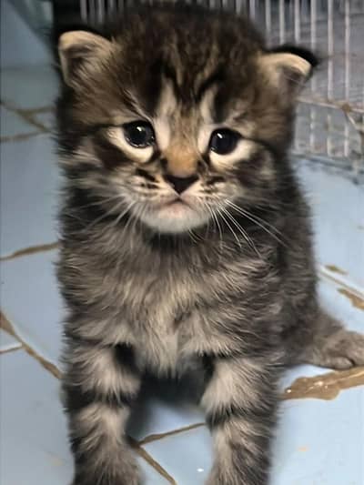 hyper active kittens