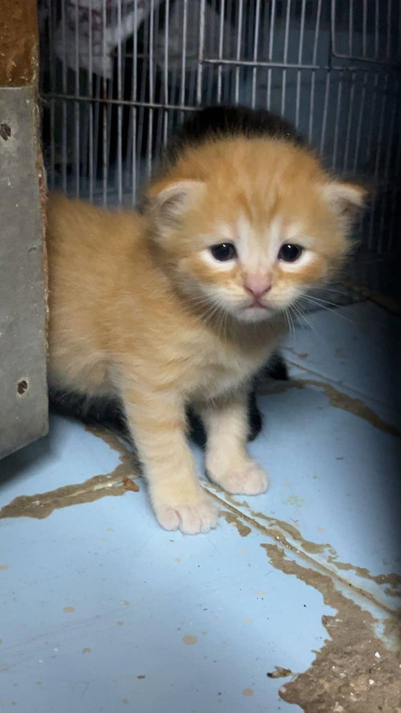hyper active kittens 1
