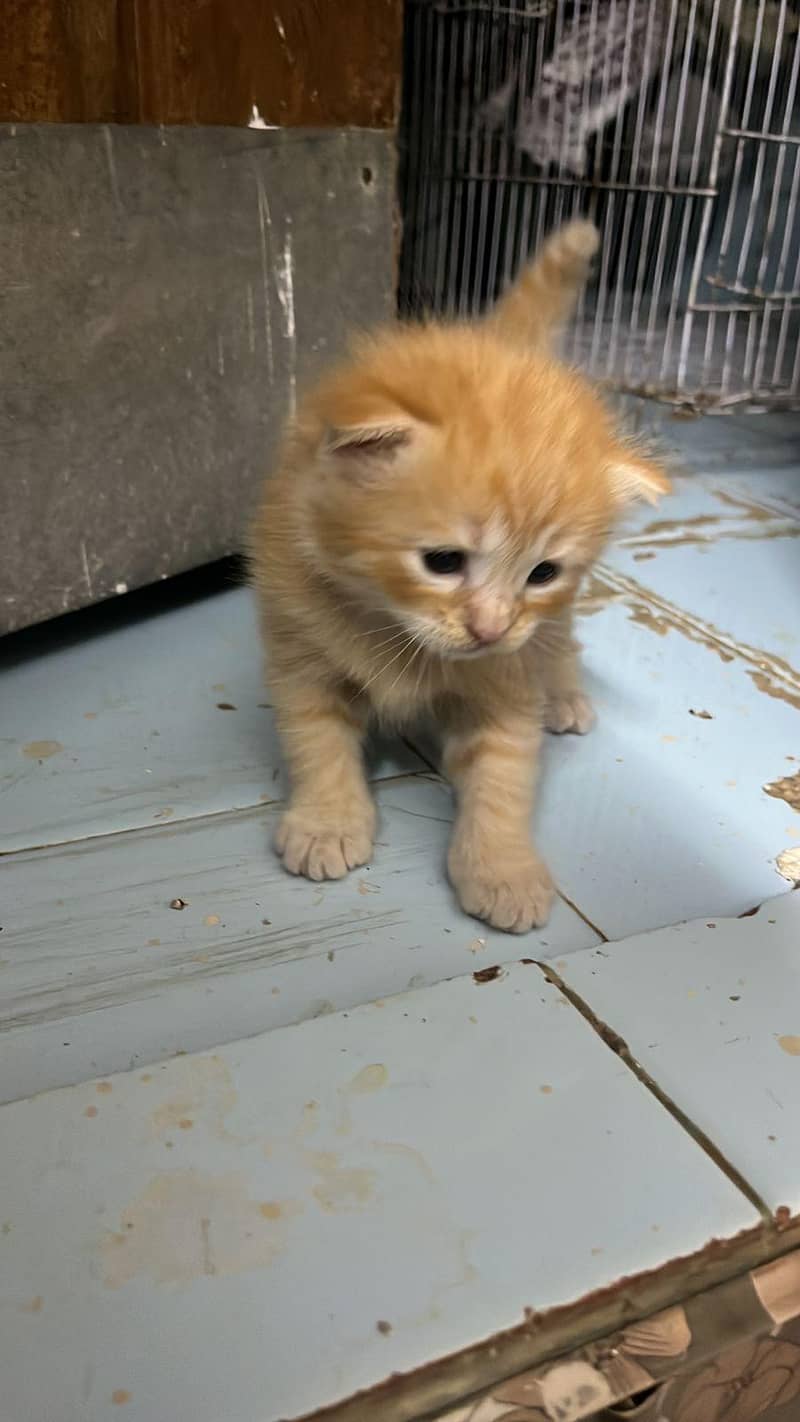hyper active kittens 2