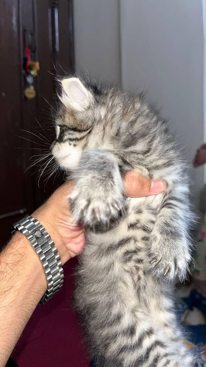 hyper active kittens 3