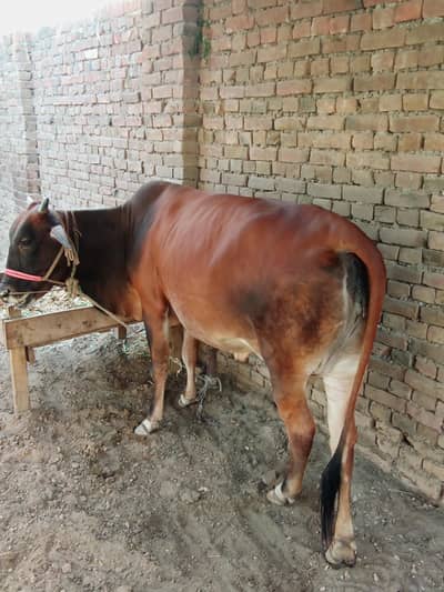I want to sell a pregnant cow. She is about to deliver in  a week for