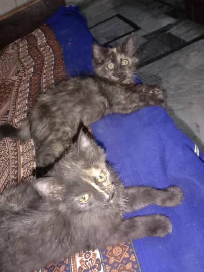 2 Persian kitten