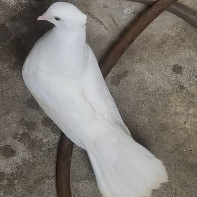 Healthy English Fantail Pigeons for Sale – Male & Young Pair