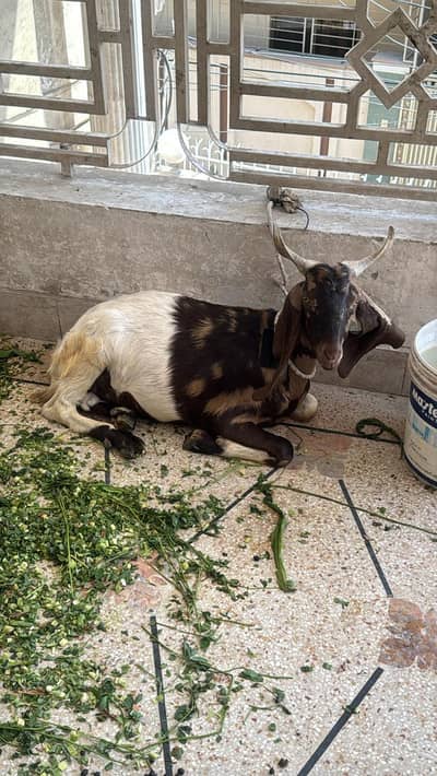 bakra for sale qurbani