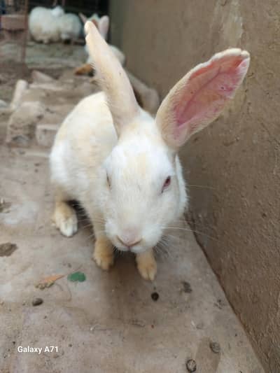 Breader Rabbits