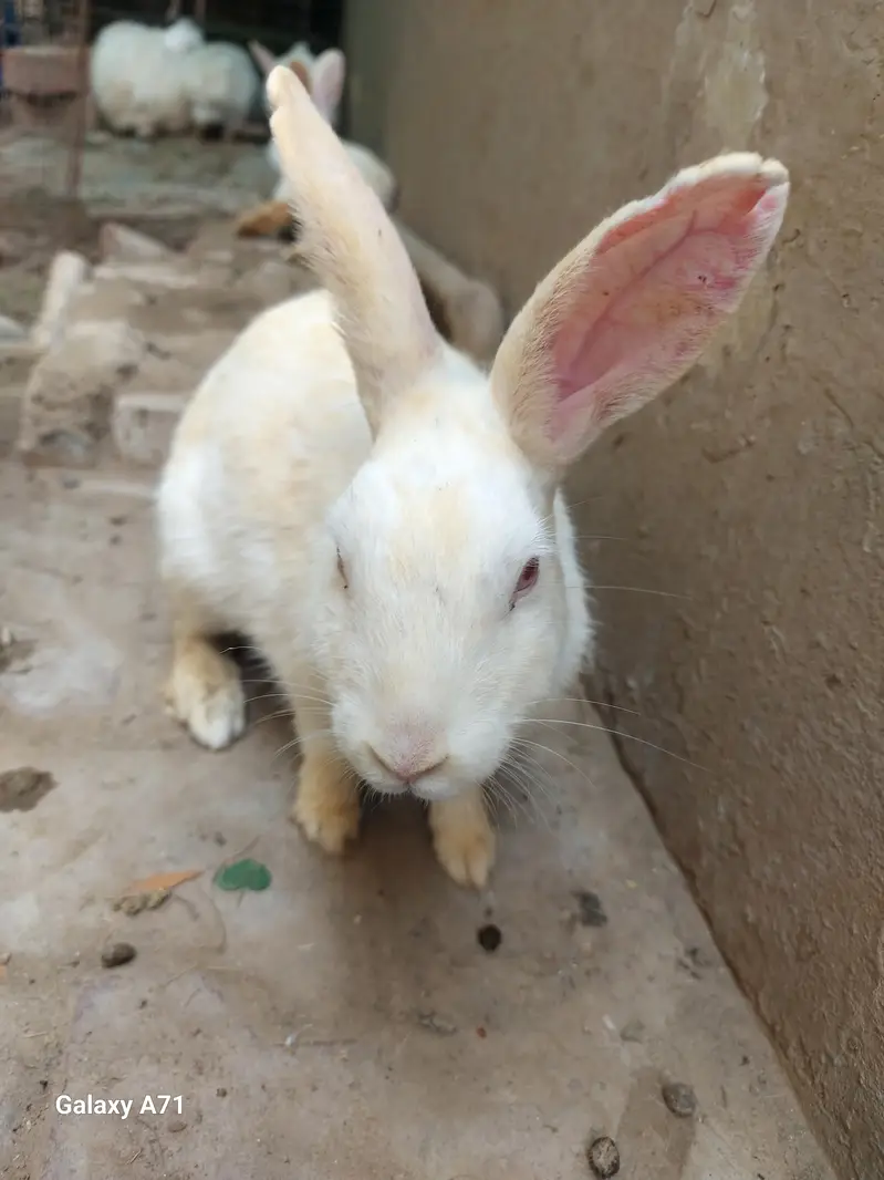 Breader Rabbits