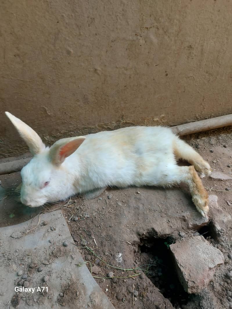 Breader Rabbits 1