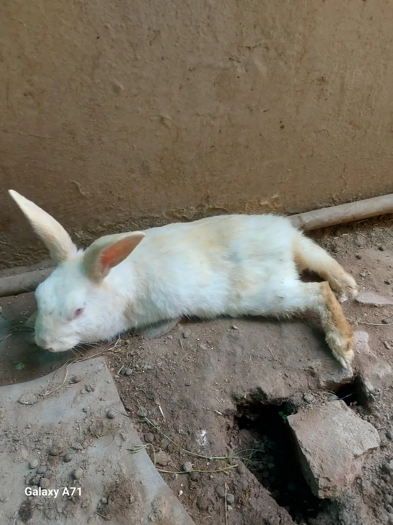 Breader Rabbits — photo 2