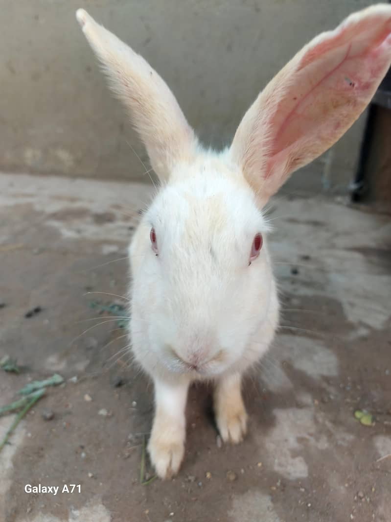 Breader Rabbits 2