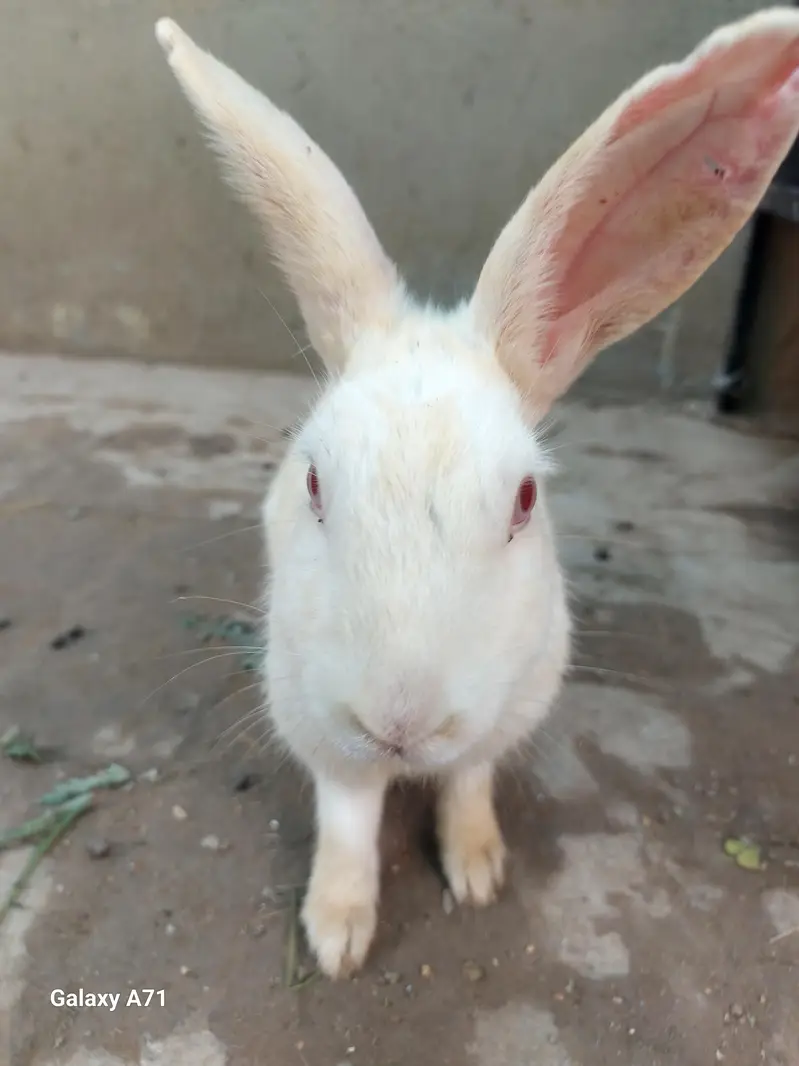 Breader Rabbits — photo 3