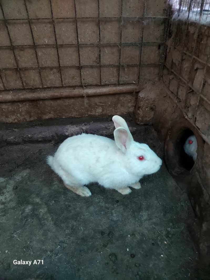 Breader Rabbits 3
