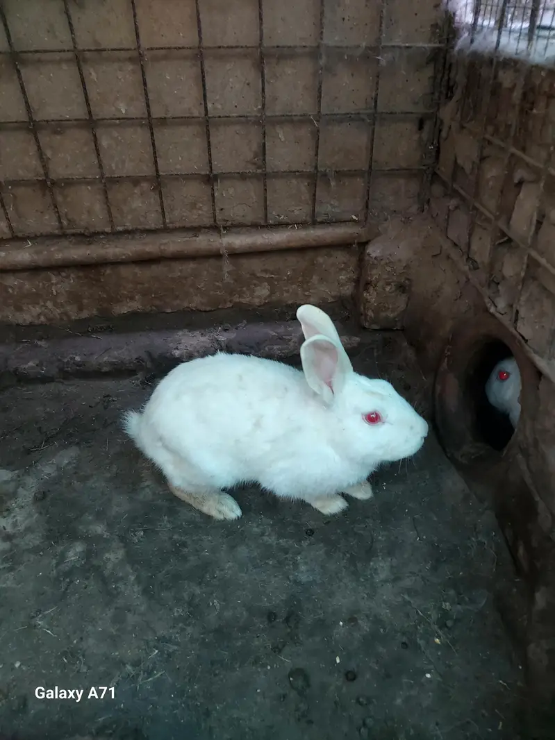 Breader Rabbits — photo 4