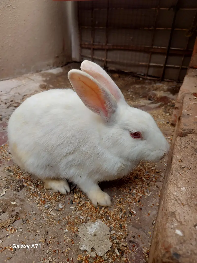 Breader Rabbits — photo 5