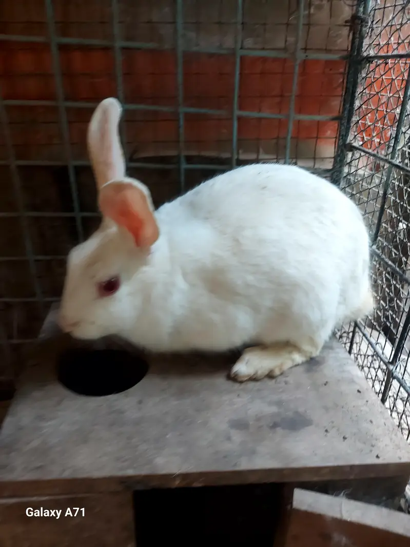 Breader Rabbits — photo 6