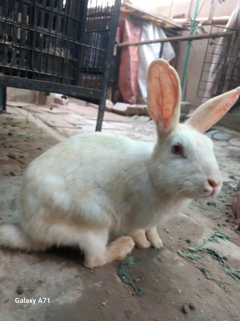 Breader Rabbits — photo 7