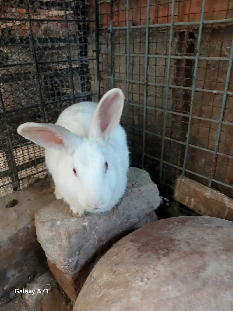 Breader Rabbits — photo 8