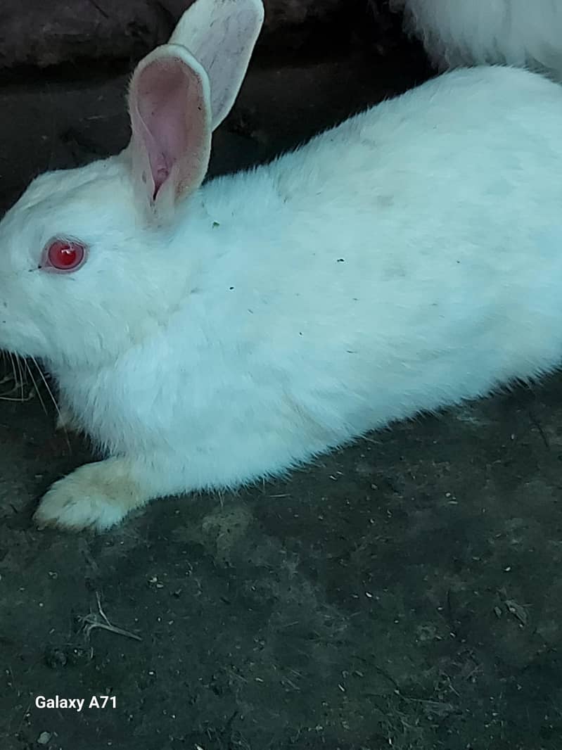 Breader Rabbits 8