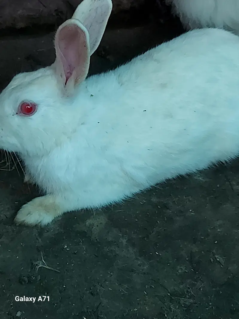 Breader Rabbits — photo 9