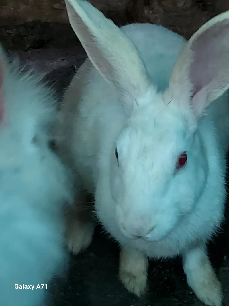 Breader Rabbits — photo 10