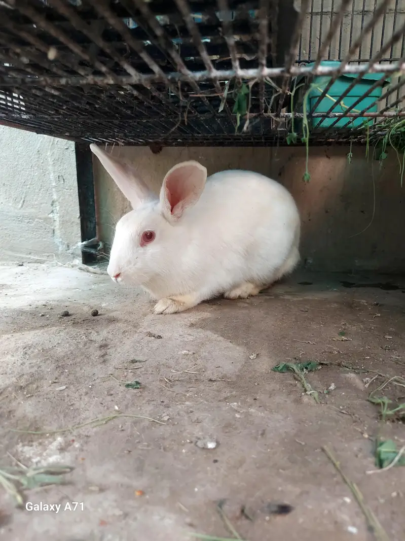 Breader Rabbits — photo 11