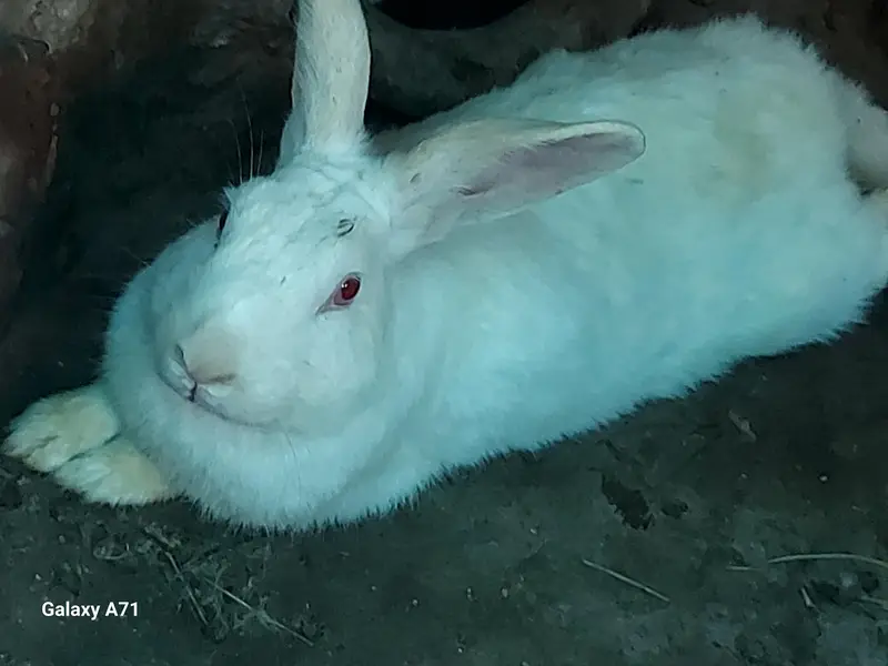 Breader Rabbits — photo 12