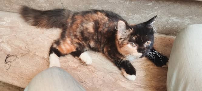 Persian calico print female