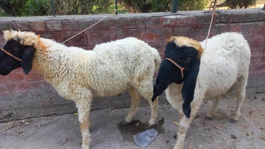 Goat/Bakra sale on EID 2026