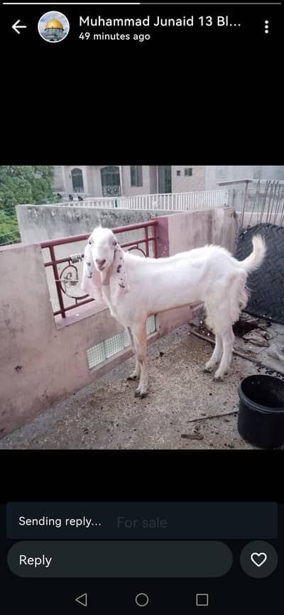 white bakra for sale
