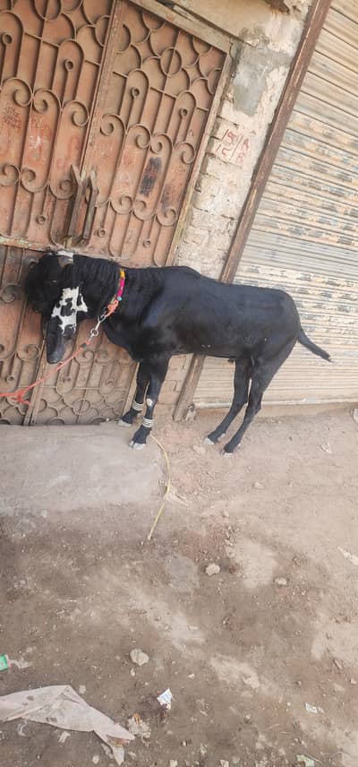 Breedar Bakra For sale