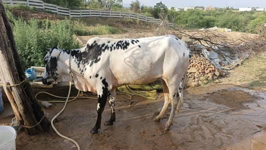 Chogi Wairr For Sale
