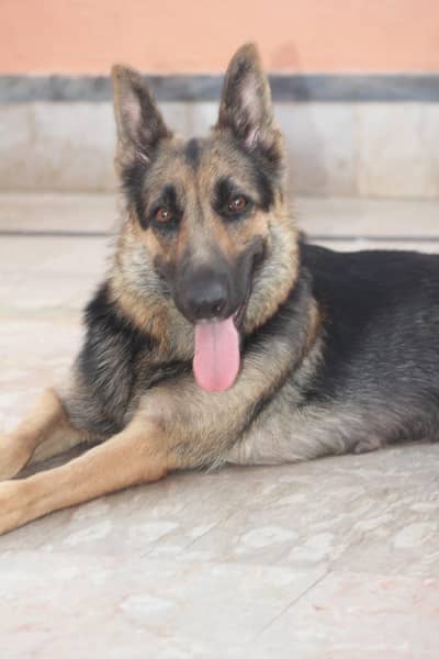 female 15 months