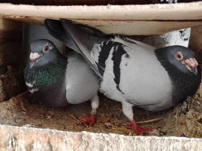 Qasid pair available Brider