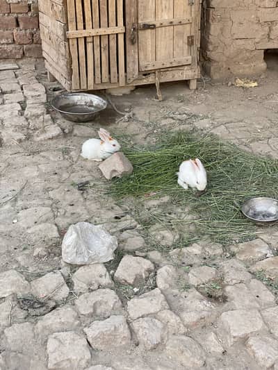 Rabbit white 7 piece