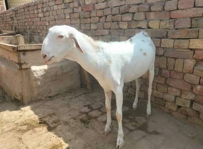 dondy bakry for sale
