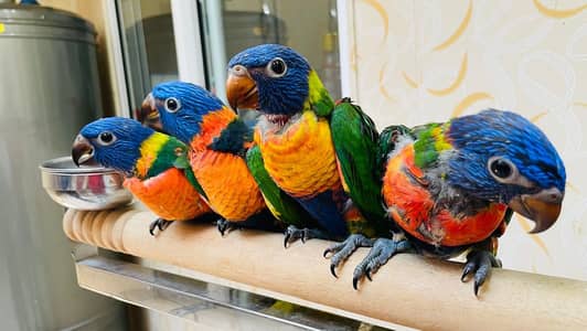 red collar lory for sale (lory)) (grey parrot) (parrot) (bird)
