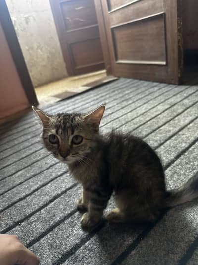 Kitten alert!