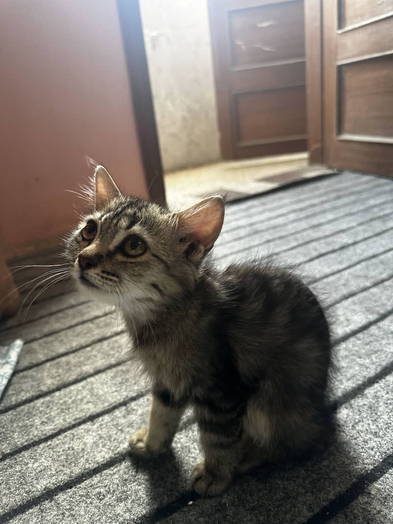 Kitten alert! 1