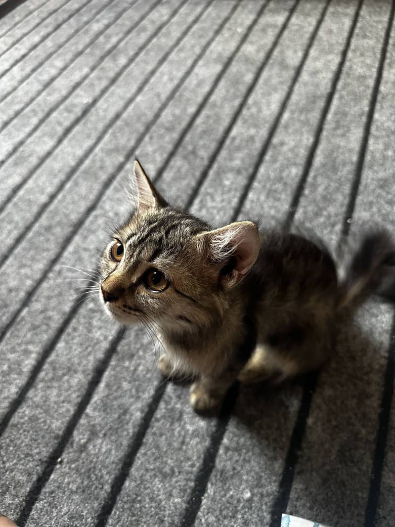 Kitten alert! 2