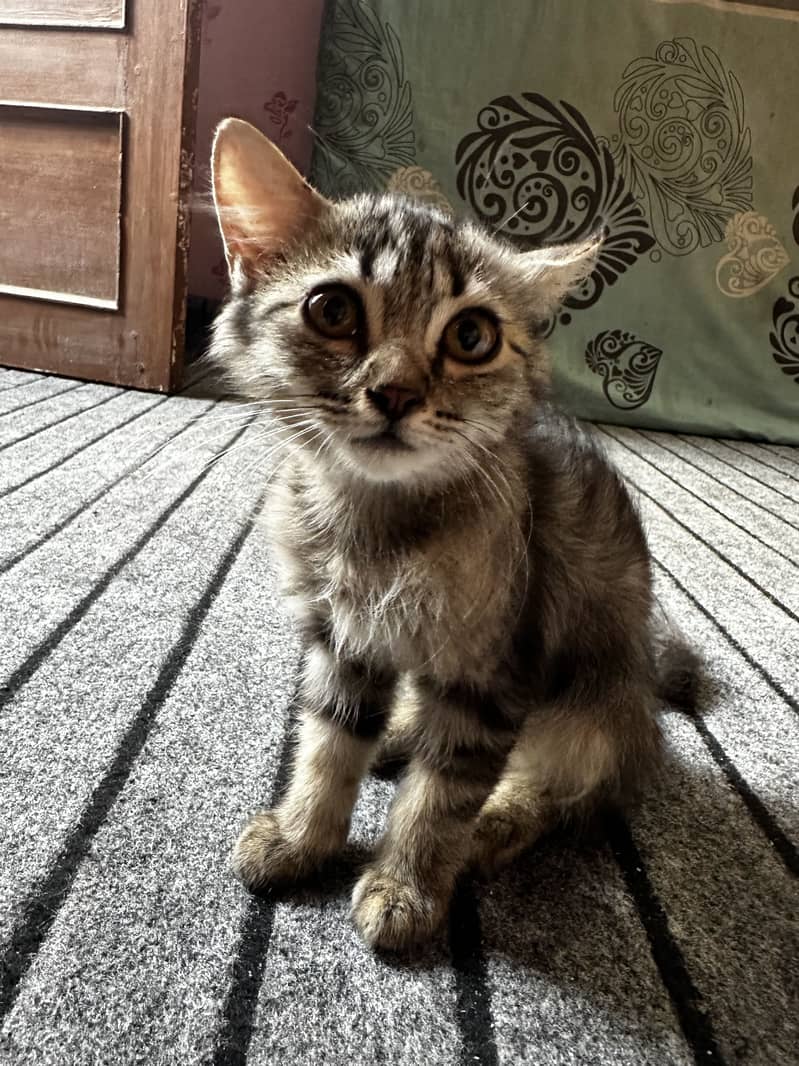 Kitten alert! 3